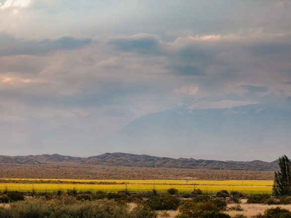 VIGNES DES ANDES-107