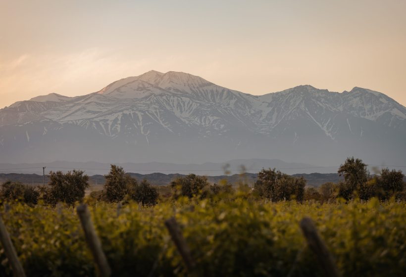 viñedos